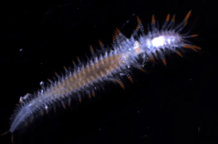 Bioluminescence